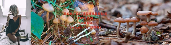 винт Алзамай